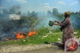 Seorang warga memadamkan kebakaran lahan di Kecamatan Sungai Raya, Kabupaten Kubu Raya, Kalbar, Senin (29/8). Menurut warga setempat, kebakaran lahan yang berada di tepi jalan tersebut telah terjadi sejak pekan lalu tersebut tidak diketahui penyebabnya. ANTARA FOTO/Jessica Helena Wuysang/16