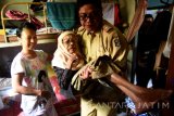 Lurah Putat Jaya Bambang Hartono (kanan) menggendong Srijah (65) penderita polio saat petugas Dinas Kependudukan Catatan Sipil (Dispendukcapil) Surabaya melakukan perekaman kartu tanda penduduk elektronik (e-KTP) dikediaman Surabaya, Jawa Timur, Selasa (30/8). Dispendukcapil Surabaya jemput bola pada warga yang sakit guna memenuhi target sesuai Peraturan Presiden nomor 112 tahun 2013 tentang perubahan keempat atas Peraturan Presiden nomor 26 tahun 2009 tentang penerapan e-KTP berbasis nomor induk kependudukan secara nasional pada 30 September mendatang. Antara Jatim/M Risyal Hidayat/zk/16