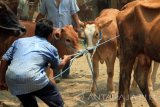 Pedagang menarik sapi yang barusan dibelunya di Pasar Hewan Beji, Tulungagung, Jawa Timur, Selasa (30/8). Harga ternak sapi potong di pasaran hewan setempat saat ini cenderung turun dari semula Rp4,6 juta per kuintal pada dua pekan pertama Lebaran (Juli) kini menjadi Rp4,3 juta. Antara Jatim/Destyan Sujarwoko/zk/16