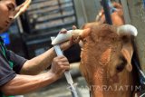 Jasa salon sapi menghaluskan tanduk ternak sapi yang telah dipotong dan diuincingkan di Pasar Hewan Beji, Tulungagung, Jawa Timur, Selasa (30/8). Jasa salon sapi bertarif rata-rata Rp20 ribu per ekor itu bertujuan mempercantik penampilan ternak sapi dengan cara merapikan panjang/bentuk tanduk serta kuku sehingga harga jual di pasaran tinggi. Antara Jatim/Destyan Sujarwoko/zk/16