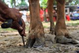 Jasa salon sapi memotong kuku kaki sapi di Pasar Hewan Beji, Tulungagung, Jawa Timur, Selasa (30/8). Jasa salon sapi bertarif rata-rata Rp20 ribu per ekor itu bertujuan mempercantik penampilan ternak sapi dengan cara merapikan panjang/bentuk tanduk serta kuku sehingga harga jual di pasaran tinggi. Antara Jatim/Destyan Sujarwoko/zk/16