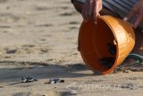 Sejumlah tukik (anak penyu) hasil penetasan secara alamiah disiapkan untuk dilepasliarkan di Pantai Sukamade, Banyuwangi, Jawa Timur, Selasa (30/8). Pelepasliaran tukik yang dilakukan oleh petugas Taman Nasional Merubetiri tersebut, dilakukan setelah telur penyu yang  berhasil ditetaskan secara semi alamiah itu telah berumur dua sampai lima hari. Antara Jatim/Budi Candra Setya/zk/16.