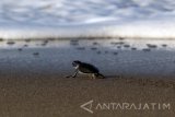 Sejumlah tukik (anak penyu) hasil penetasan secara alamiah disiapkan untuk dilepasliarkan di Pantai Sukamade, Banyuwangi, Jawa Timur, Selasa (30/8). Pelepasliaran tukik yang dilakukan oleh petugas Taman Nasional Merubetiri tersebut, dilakukan setelah telur penyu yang  berhasil ditetaskan secara semi alamiah itu telah berumur dua sampai lima hari. Antara Jatim/Budi Candra Setya/zk/16.