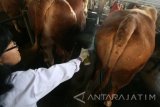 Petugas Dinas Peternakan dan Perikanan memeriksa kondisi kesehatan fisik sapi di tempat penampungan dan penggemukan sapi di Desa Karang Rejo, Kabupaten Kediri, Jawa Timur, Rabu (31/8). Inspeksi mendadak menjelang hari raya Idul Adha tersebut bertujuan menangkal peredaran sapi dari luar daerah yang terserang penyakit Anthrax yang dapat menular dari hewan ke hewan ataupun dari hewan ke manusia. Antara jatim/Prasetia Fauzani/zk/16