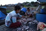 Dua warga Desa Minta membuat Haruan di tepian sungai di di Kecamatan Penyinggahan, Kabupaten Kutai Barat, Kalimantan Timur, Sabtu (27/8). Haruan atau Ikan Gabus yang diasinkan tersebut, merupakan hasil tangkapan warga setempat di anak Sungai Mahakam tersebut dan dijual seharga Rp60 ribu per kilogram. ANTARA FOTO/Sugeng Hendratno/jhw/16