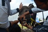 Petugas Bidang Peternakan Dinas Pertanian Perkebunan dan Peternakan Kabupaten Sidoarjo memeriksa mulut sapi  saat inspeksi mendadak pedagang hewan kurban di Sidoarjo, Jawa Timur, Jumat (2/9). Pemerintah Provinsi Jawa Timur melakukan pengawasan untuk mengantisipasi penjualan hewan kurban yang mengidap penyakit ataupun penyelundupan hewan kurban dari luar wilayah Jatim menjelang hari raya Idul Adha. Antara Jatim/Umarul Faruq/zk/16