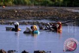 Sejumlah perempuan mencari Tiram sungai di Muara Krueng Cunda, Lhokseumawe, Provinsi Aceh, Sabtu (3/9). Perempuan mayoritas istri para nelayan kecil pesisir pantai Selat Malaka Lhokseumawe itu membantu ekonomi keluarga dengan mencari Tiram untuk dijual ke sejumlah pasar di Aceh dengan harga Rp5000 perbungkus dan pasar Sumatera Utara Medan Rp7000 perbungkus. ANTARA FOTO/Rahmad/ama/16