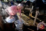 Peternak memanfaatkan energi biogas yang berasal dari kotoran sapi untuk memasak air perangsang keluarnya susu saat memerah di salah satu peternakan di Getasan, Kabupaten Semarang, Jawa Tengah, Senin (5/9). Dengan pemanfaatan biogas dari kotoran sapi sebagai bahan bakar, warga mampu menghemat pengeluaran untuk bahan bakar memasak sebanyak 75 persen dibandingkan dengan menggunakan bahan bakar elpiji. ANTARA FOTO/Aditya Pradana Putra/wdy/16.