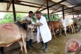 Petugas dari Dinas Pertanian dan Kelautan Kota Medan melakukan pemeriksaan kesehatan hewan kurban di tempat penjualan sapi kurban di Medan, Sumatera Utara, Selasa (6/9). Pemeriksaan kesehatan hewan kurban tersebut bertujuan untuk memastikan kondisi dan kesehatan hewan kurban yang layak untuk dikonsumsi dagingnya menjelang Hari Raya Idul Adha 1437 H. ANTARA SUMUT/Septianda Perdana/16