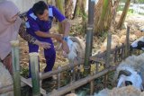 1.300 Hewan Kurban Diperiksa Jelang Idul Adha