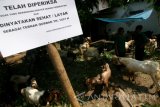 Petugas Dinas Pertanian memeriksa kambing milik pedagang hewan kurban musiman di Kelurahan Bandar Kidul, Kota Kediri, Jawa Timur, Jumat (9/9). Pamerintah daerah setempat melakukan pengawasan ketat terhadap hewan kurban yang didatangkan dari daerah lain guna menanggulangi peredaran hewan kurban tak layak seperti cacat ataupun terkena penyakit menular. Antara Jatim/Prasetia Fauzani/zk/16