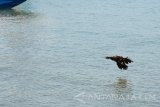 Ayam terbang ditengah laut dalam lomba ayam sap-sap (ayam terbang) di Pantai Pasir Putih, Bungatan, Situbondo, Jawa Timur, Sabtu (10/9). Ayam sap-sap merupakan lomba tradisional masyarakat pesisir Situbondo dengan menerbangkan ayam betina dari atas perahu ditengah laut ke daratan sejauh 200 meter. Antara Jatim/Seno/zk/1616.