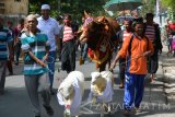 Warga mengikuti kirab hewan kurban di Desa Talkandang, Situbondo, Jawa Timur, Senin (12/9). Nur Muhammad Khalid pemilik hewan kurban sapi seberat 1,2 ton dan sejumlah kambing, mendandani dan mengirabkan hewan kurban keliling desanya sebelum disembelih di Hari Raya Iduladha. Antara Jatim/Seno/zk/16.