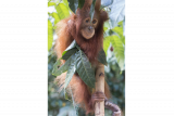 
Satu individu bayi Orangutan, Cantik (3 tahun) bergelantungan di pohon saat hendak dievakuasi Tim Medis Yayasan Inisiasi Alam Rehabilitasi Indonesia (YIARI) Ketapang dari rumah warga di Sungai Awan Kiri, Muara Pawan, Ketapang, Kalbar, Selasa (6/9). Cantik yang ditemukan warga setempat dalam kondisi tertimpa kayu di hutan bekas terbakar di Parit Timur, Desa Sukamaju tersebut, memiliki tubuh kurus kering dan kaki bengkak yang mulai membusuk . (Foto YIARI)