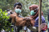 Dua tenaga medis dari Yayasan Inisiasi Alam Rehabilitasi Indonesia (YIARI) Ketapang mengevakuasi bayi Orangutan, Cantik (3 tahun) dari rumah warga di Sungai Awan Kiri, Muara Pawan, Ketapang, Kalbar, Selasa (6/9). Cantik yang ditemukan warga setempat dalam kondisi tertimpa kayu di hutan bekas terbakar di Parit Timur, Desa Sukamaju tersebut, memiliki tubuh kurus kering dan kaki bengkak yang mulai membusuk . (Foto Humas YIARI-Heribertus/jhw)