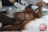 Satu individu Bayi Orangutan, Cantik (3 tahun) mendapatkan perawatan dari Tim Medis Yayasan Inisiasi Alam Rehabilitasi Indonesia (YIARI) Ketapang usai dievakuasi dari rumah warga di Sungai Awan Kiri, Muara Pawan, Ketapang, Kalbar, Selasa (6/9). Cantik yang ditemukan warga setempat dalam kondisi tertimpa kayu di hutan bekas terbakar di Parit Timur, Desa Sukamaju tersebut, memiliki tubuh kurus kering dan kaki bengkak yang mulai membusuk . (Foto Humas YIARI-Heribertus/jhw)