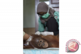 Satu individu Bayi Orangutan, Cantik (3 tahun) mendapatkan perawatan dari Tim Medis Yayasan Inisiasi Alam Rehabilitasi Indonesia (YIARI) Ketapang usai dievakuasi dari rumah warga di Sungai Awan Kiri, Muara Pawan, Ketapang, Kalbar, Selasa (6/9). Cantik yang ditemukan warga setempat dalam kondisi tertimpa kayu di hutan bekas terbakar di Parit Timur, Desa Sukamaju tersebut, memiliki tubuh kurus kering dan kaki bengkak yang mulai membusuk . ANTARA FOTO/Humas YIARI-Heribertus/jhw/16