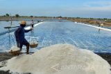 Pekerja memanen garam teknik Geomembran di Desa Tambak Cemandi, Sedati, Sidoarjo, Jawa Timur, Selasa (13/9). Sebagian pengolah garam di daerah tersebut mulai menggunakan alas lahan garam dari plastik (geo membran) untuk meningkatkan jumlah dan kualitas garam lokal sehingga bisa bersaing dengan garam impor (industri). Antara Jatim/Umarul Faruq/zk/16