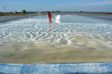 Pekerja memanen garam teknik Geomembran di Desa Tambak Cemandi, Sedati, Sidoarjo, Jawa Timur, Selasa (13/9). Sebagian pengolah garam di daerah tersebut mulai menggunakan alas lahan garam dari plastik (geo membran) untuk meningkatkan jumlah dan kualitas garam lokal sehingga bisa bersaing dengan garam impor (industri). Antara Jatim/Umarul Faruq/zk/16