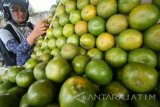 Calon pembeli memilih jeruk lokal yang baru saja didatangkan dari perkebunan daerah Jember di Kota Kediri, Jawa Timur, Selasa (13/9). Sepekan terakhir harga jeruk lokal ukuran sedang mengalami kenaikan dari sebelumnya Rp8.000 menjadi Rp12.000 per kg akibat keterbatasan stok di pasaran. Antara jatim/Prasetia Fauzani/zk/16