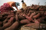 Pekerja memasukkan ubi jalar ke dalam karung usai dipanen di area persawahan Kelurahan Bawang, Kota Kediri, Jawa Timur, Rabu (14/9). Memasuki musim panen raya harga ubi jalar di tingkat petani menurun tajam dari standarnya Rp2.500 per kg menjadi Rp1.500 per kg karena melimpahnya stok di pasaran. Antara jatim/Prasetia Fauzani/zk/16