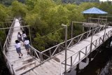 Sejumlah pelajar SMU menikmati suasana hutan mangrove di Tahuna, Kabupaten Kepulauan Sangihe, Sulawesi Utara, Rabu (14/9). Kawasan hutan dalam kota yang merupakan Pusat Restorasi dan Pembelajaran Mangrove (PRPM) tersebut, menjadi salah satu lokasi rekreasi favorit bagi warga. (Foto Adwit B Pramono).