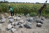 Sejumlah pekerja menyelesaikan pembangunan Jalan Usaha Tani di area persawahan Desa Bulupasar, Kediri, Jawa Timur, Jumat (16/9). Kementerian Pertanian melalui Direktorat Jenderal Prasarana dan Sarana Pertanian membantu pengembangan jalan usaha tani sebagai saranan memperlancar pengangkutan alat produksi dan hasil pertanian guna mendorong tercapainya swasembada pangan. Antara Jatim/Prasetia Fauzani/zk/16