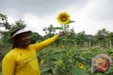 Petani Bunga Matahari, Sazili (42) saat menunjukkan bunga tanaman peliharaannya, di Desa Kedung Bunder, Kecamaran Gempol, Kabupaten Cirebon, Provinsi Jawa Barat. Sejumlah petani melakukan ujicoba 
(proyek percontohan) pengembangan Bunga Matahari itu di bawah binaan CSR PT Indocement Tbk, dengan hasil antara Rop10.000 sd Rp20.000/Kg biji bunga Matahari guna menambah pendapatan petani sekitar pabrik semen tersebut.
(ANTARA FOTO/M.Tohamaksun).