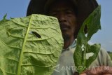 Petani menunjukkan hama ulat yang menyerang tanaman tembakau di Ngale, Pilangkenceng, Kabupaten Madiun, Jawa Timur, Jumat (16/9). Petani di wilayah tersebut mengeluhkan mewabahnya hama ulat pemakan daun tambakau yang mengakibatkan produktivitas tembakau menurun. Antara Jatim/Foto/Siswowidodo/zk/16