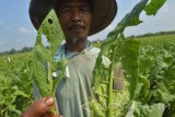 Petani menunjukkan hama ulat yang menyerang tanaman tembakau di Ngale, Pilangkenceng, Kabupaten Madiun, Jawa Timur, Jumat (16/9). Petani di wilayah tersebut mengeluhkan mewabahnya hama ulat pemakan daun tambakau yang mengakibatkan produktivitas tembakau menurun. Antara Jatim/Foto/Siswowidodo/zk/16