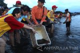 Sejumlah wisatawan melepas tukuk (anak penyu) jenis lekang di Pantai Pulau Santen, Banyuwangi, Jawa Timur, Jumat (16/9). Pelepasliaran tukik tersebut, sebagai upaya pelestarian hewan yang dilindungi karena terancam punah. Antara Jatim/Budi Candra Setya/zk/16.