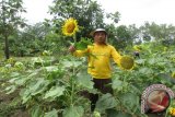 Petani Bunga Matahari, Sazili (42) saat menunjukkan bunga tanaman peliharaannya, di Desa Kedung Bunder, Kecamaran Gempol, Kabupaten Cirebon, Provinsi Jawa Barat. Sejumlah petani melakukan ujicoba 
(proyek percontohan) pengembangan Bunga Matahari itu di bawah binaan CSR PT Indocement Tbk, dengan hasil antara Rop10.000 sd Rp20.000/Kg biji bunga Matahari guna menambah pendapatan petani sekitar pabrik semen tersebut.
(ANTARA FOTO/M.Tohamaksun).