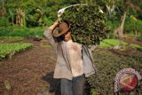 Petani membawa sayur bayam merah hasil panen di lahan gambut Kasang Pudak, Muaro Jambi, Jambi, Jumat (16/9). Pemanfaatan lahan gambut untuk pertanian di daerah itu hanya bisa dimanfaatkan selama sekitar enam bulan per tahun atau saat musim kemarau karena selama musim hujan kawasan tersebut akan terendam. ANTARA FOTO/Wahdi Septiawan/ama/16.