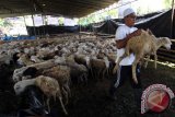 Sejumlah santri melihat kambing kurban sumbangan warga umat Islam Singapura yang akan disembelih di Pondok Pesantren Al Mundziri Deli Serdang,  Sumatera Utara, Senin (12/9). Sejumlah warga Islam Singapura menyumbangkan hewan kurban sebanyak 774 ekor kambing dan 10 ekor sapi untuk disembelih pada Hari Raya Idul Adha 1437 Hijiriah di Sumut yang bertujuan untuk mempererat rasa persaudaraan antara umat Islam Indonesia. ANTARA SUMUT/Septianda Perdana/16