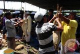 Sejumlah warga umat Islam Singapura bersama warga Indonesia melakukan pemotongan hewan kurban di Pondok Pesantren Al Mundziri Deli Serdang, Sumatera Utara, Senin (12/9). Sejumlah warga Islam Singapura memilih kurban di Indonesia dan menyumbangkan hewan kurban sebanyak 774 ekor kambing dan 10 ekor sapi bersama warga setempat yang bertujuan untuk mempererat rasa persaudaraan antara umat Islam Indonesia. ANTARA SUMUT/Septianda Perdana/16