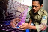 Seekor Kukang (Nycticebus coucang) yang diserahkan warga menerima makanan dari petugas Balai Konservasi Sumber Daya Alam (BKSDA) Kalbar di Pontianak, Rabu (19/9). Pada Minggu (18/9), BKSDA Kalbar menerima Kukang yang dalam keadaan tidak sehat dari warga Karya Sosial Pontianak bernama Sihar Aslam, yang mengaku telah menemukan hewan dilindungi Undang-Undang tersebut dari lingkungan sekitar tempat Ia bermukim pada lima hari lalu. ANTARA FOTO/Jessica Helena Wuysang/16