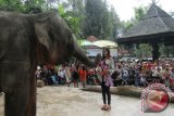 Salah satu finalis Putri Pariwisata Indonesia (PPI) 2016 mendapat kalungan bunga dari satwa gajah sumatera saat berkunjung ke lembaga konservasi 'ex-situ' (di luar habitat alami) satwa liar sekaligus  objek wisata nasional Taman Safari Indonesia (TSI) di Cisarua, Bogor, Jawa Barat. (ANTARA FOTO/HO-Humas TSI Cisarua/16)
