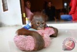 Satu individu bayi Orangutan memeluk bantal di kediaman Muhammad Djaprie, warga yang memeliharanya di Pontianak, Kalbar, Senin (19/9). Unyuk yang dibeli Muhammad Djaprie sejak berusia tiga bulan dari warga di Desa Serimbu, Kecamatan Kuala Behe, Kabupaten Landak, Kalbar pada Februari 2016 tersebut, hingga kini dirawat dan diperlakukan serupa dengan bayi manusia. ANTARA FOTO/Sheravim/jhw/16