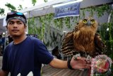 Pecinta satwa, Ranry dari Komunitas Pontianak Owl Center (POC) bermain bersama Burung Hantu miliknya dalam acara Kulanimalinasi di kawasan Tugu Khatulistiwa, Pontianak, Kalbar, Rabu (21/9). Kulanimalinasi yang digelar dalam rangka memperingati Festival Kulminasi Matahari tersebut, diramaikan dengan eksibisi pecinta satwa Pontianak yaitu antara lain Iguana, Musang, Ular, Burung Hantu dan Tupai Terbang. ANTARA FOTO/Jessica Helena Wuysang/16