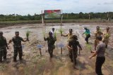 Bupati Kapuas Hulu Abang Muhammad Nasir beserta pejabat penting lainnya tanam  perdana padi musim rendengan (Foto Tomotius)