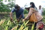 Bagi yang penyuka buah-buahan lokal, wisatawan bisa makan nanas tamban sepuasnya dengan harga terjangkau sambil menikmati indahnya alam di Kecamatan Mekar Sari Kabupaten Barito Kuala. Potensi agrowisata petik nanas tamban, seakan menjadi magnet baru wisata alam bagi warga Kalimantan Selatan, Kamis (22/9). Foto:Antaranews Kalsel/Latif Thohir/G.