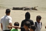 Warga menyaksikan seekor buaya yang terjerat sampah ban bekas di sekitar sungai di Palu, Sulawesi Tengah, Selasa (20/9). Keberadaan buaya sepanjang sekitar empat meter tersebut menjadi perhatian warga sekitar. Diduga maraknya warga membuang sampah ke sungai menyebabkan terjeratnya leher buaya. (Foto Mohamad Hamzah).