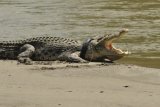 Seekor buaya terjerat ban bekas di sekitar sungai di Palu, Sulawesi Tengah, Selasa (20/9). Keberadaan buaya sepanjang sekitar empat meter tersebut menjadi perhatian warga sekitar. Diduga maraknya warga membuang sampah ke sungai menyebabkan terjeratnya leher buaya. (Foto Mohamad Hamzah).