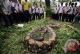 Sejumlah pelajar saat melihat ular Phiton betina yang berhasil ditangkap warga di kawasan perkampungan Nisam, Nisam Antara, Aceh Utara, Provinsi Aceh. Ular Phiton raksasa sepanjang 12 meter dan berat 234 kilogram itu sering masuk ke perkampungan menyantap hewan ternak warga. (ANTARA FOTO/Rahmad/Dok).
