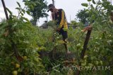 Petani merawat tanaman tomat di areal persawahan kawasan lingkar timur, Sidoarjo, Jawa Timur, Senin (26/9). Menurut petani setempat produksi tomat mereka tidak maksimal akibat anomali cuaca yang membuat tomat cepat membusuk. Antara Jatim/Umarul Faruq/zk/16