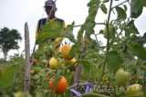 Petani merawat tanaman tomat di areal persawahan kawasan lingkar timur, Sidoarjo, Jawa Timur, Senin (26/9). Menurut petani setempat produksi tomat mereka tidak maksimal akibat anomali cuaca yang membuat tomat cepat membusuk. Antara Jatim/Umarul Faruq/zk/16