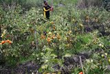 Petani merawat tanaman tomat di areal persawahan kawasan lingkar timur, Sidoarjo, Jawa Timur, Senin (26/9). Menurut petani setempat produksi tomat mereka tidak maksimal akibat anomali cuaca yang membuat tomat cepat membusuk. Antara Jatim/Umarul Faruq/zk/16