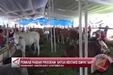 Investasi Sapi Tri Arga Capai Rp4 Miliar