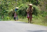 Tuban  - Dua warga dengan membawa rumput jerami melintas di kawasan hutan jati di Desa Parangbatu, Kecamatan Parengan, Tuban, Jawa Timur, Minggu (3/10). Bagi warga pedesaan hutan masih menjadi tumpuan untuk mendukung kebutuhan sehari-hari mulai pemanfaatan lahan hutan, kayu bakar, juga lokasi mencari rumput. Antara Jatim/Foto/Slamet Agus Sudarmojo. 