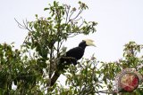 Seekor burung Enggang Gatal Birah atau Kangkareng Hitam (Anthracoceros malayanus) bertengger di atas pohon di Desa Punggurawan, Kabupaten Ketapang, Kalbar, Minggu (2/10). Enggang yang merupakan fauna khas Kalimantan tersebut, kini populasinya terancam menurun karena berkurangnya habitat akibat deforestasi hutan, keterbatasan makanan dan tempat bersarang serta adanya perburuan. ANTARA FOTO/Erik Sulidra/jhw/16